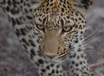 Close up of a beautiful feminine leopard as she surveys her surroundings and prepares to move in Sabi Sand Reserve, South Africa