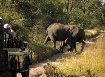 Mother elephant and baby elephant cross a road as unlooking safari guests take pictures from their rover in Sabi Sand Reserve, South Africa