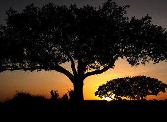 A couple of African trees are silhouetted by the setting son and the orange filled sky in Arusha, Tanzania