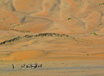 A group of gemsbok look for their next grazing location at the base of a massive stretch of sand dunes in Hartmann Valley, Namibia