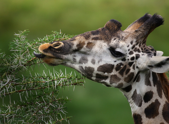 A giraffe reaches with its tongue for the prickly leaves of a plant to eat in the Tarangire National Park, Tanzania