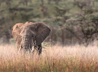 A model and picturesque elephant with white ivory tusks meanders through the high grasslands in Tarangire National Park, Tanzania