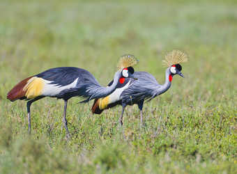 A pair of East African crowned cranes hunt for food in all of their splendor in Tarangire National Park, Tanzania