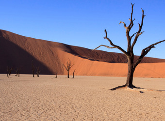 Gorgeous reddish orange sand dune juxtaposed with the bright blue sky behind it and a gnarled dead tree in Sossuglei, Namibia