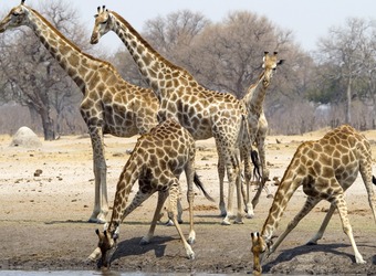 Giraffes spread their legs wide as they dip down for a drink from an African watering hole in Hwange National Park, Zimbabwe