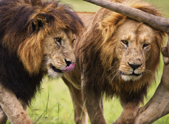 A pair of large male lions with full manes licks their lips in Shaba National Reserve, Kenya