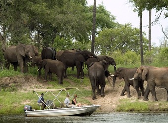 A herd of elephants bumbles around on the shore of the Zambezi River as safari guests and their guide watch safely from a boat near Victoria Falls, Zimbabwe.