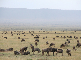 A herd of wildebeest spread across the vast plainlands of the Maasai Mara National Reserve, Kenya