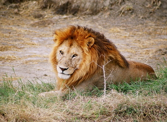 A fully grown, prideful male lion dolefully looks at the camera with his gorgeous full orange main in Ngorongoro Crater, Tanzania