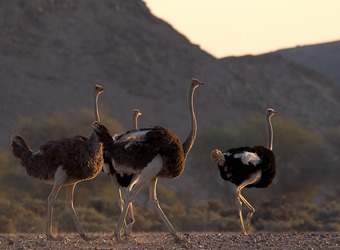 A few ostriches walk into the setting suns last rays with imposing mountains all around in Damaraland, Namibia
