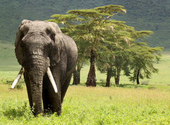 A large male African elephant walks among the grasses with a grove of small acacia tree directly behind him in the Ngorongoro Crater, Tanzania