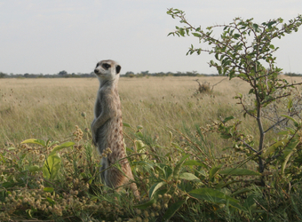 A meerkat stands back on its haunches to survey the surrounding grassland for potential dangers in the Kalahari Desert, Namibia