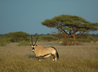 A gemsbok stands in short grasses as the sun begins to descend in the sky, atree provides shelter for other animals in Makgadikgadi Salt Pans, Namibia
