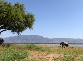 Lone elephant walks along the green banks of the Zambezi River, stunning mountains and encompassing tree, Mana Pools National Park, Zimbabwe