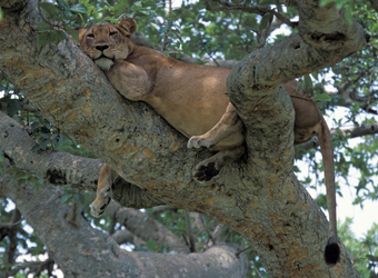A famed tree climbing lion spreads out on the bough of a tree into a relaxed position with her tail hanging down in Queen Elizabeth National Park, Uganda
