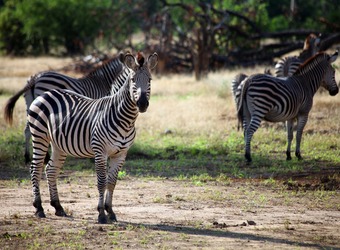 Zebras abound on the African plains as they search for the greenest grasses to eat in Mana Pools National Park, Zimbabwe