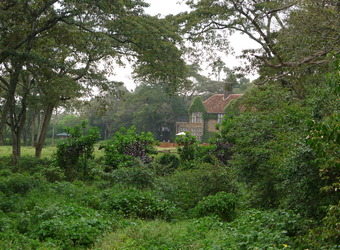 View of a building completely surrounded by nature and encroaching plantlife and vines in Nariobi, Kenya