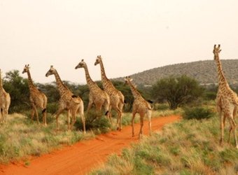 Group of several giraffes ambles across a safari road towards the sheltering trees in the southern Kalahari, South Africa