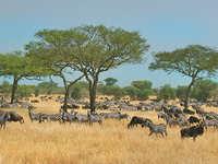 Tanzania-Main