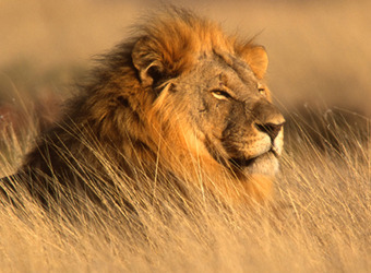Sidebar_countries-kenya