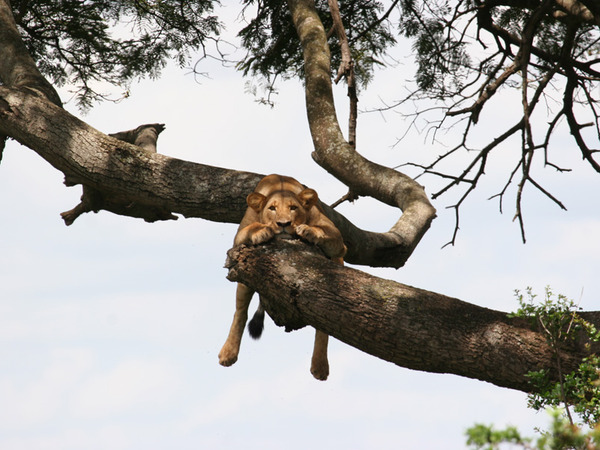 Large_emakoko-wildlife-viewing-image