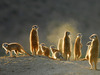 meerkats