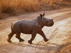 baby rhino