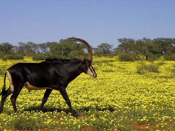Large_23_1___800x523_