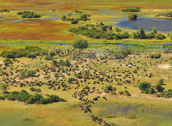 Sidebar_countries-botswana