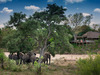 tanda tula elephants in camp