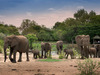 tanda tula elephant herd