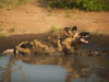 tanda tula wild dog
