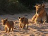 tanda tula lioness and cubs