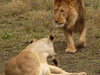 lions