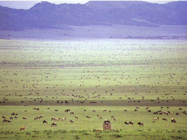 Large_wildebeests