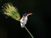 Pelo Camp, Malachite Kingfisher grasps onto a leaning blade of grass, amazing bird photography, blue and orange markings, Botswana, Africa safari