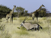 Khalahari Plains Camp, a pair of ambling giraffes in the plains with the safari camp in the background, inquisitive animals, Botswana, Africa safari