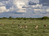 Khalahari Plains Camp, herd of African impala, beautifully curved horns, intricate animal markings, grazing on flowers and grasses, Botswana