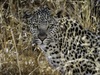 Khalahari Plains Camp, intense leopard staring down camera, cluster of grasses, white leopard, pink nose, Botswana, Africa safari