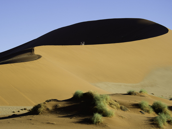 Large_kulala_desert-9