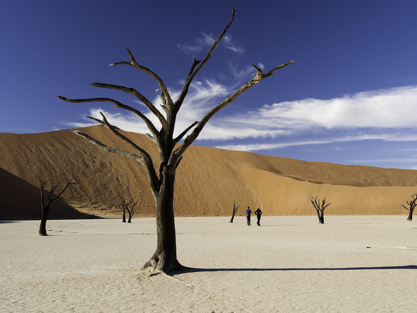 Large_kulala_desert-10