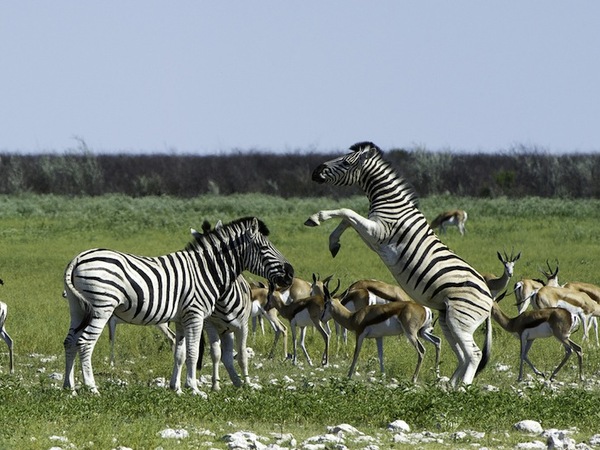 Large_ongava_lodge-9