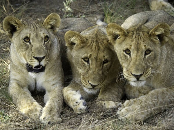 Large_ongava_tented-9