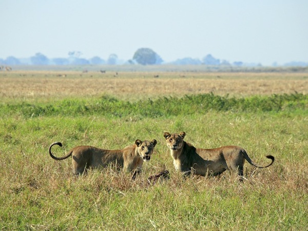 Large_busanga_bush-6