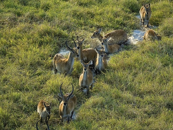 Large_busanga_bush-7
