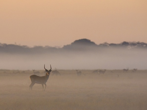 Large_busanga_bush-8