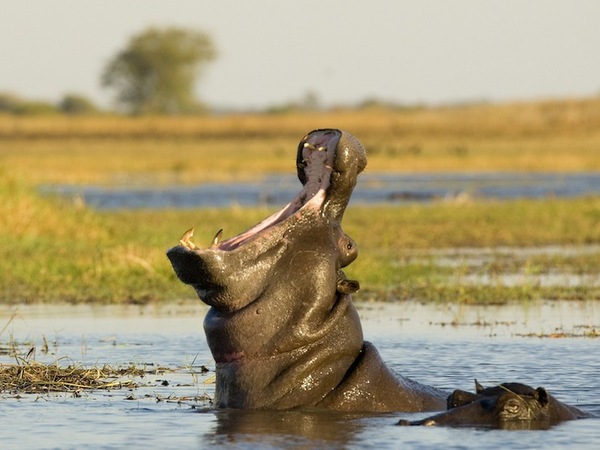 Large_busanga_bush-9