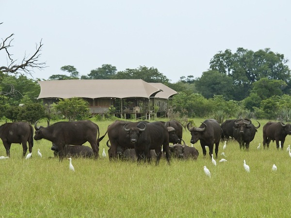 Large_toka_leya-wildlife