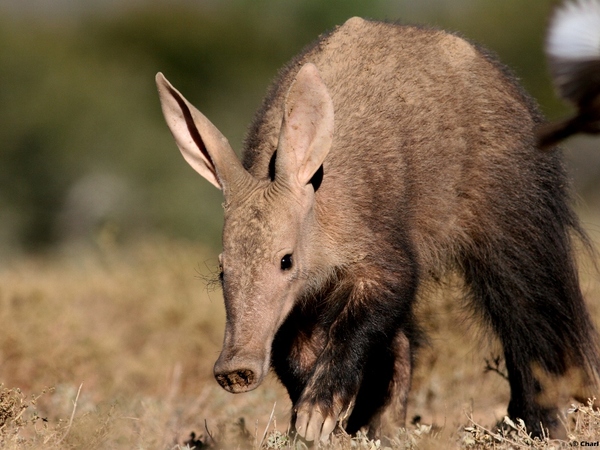 Large_aardvark__1024x683_