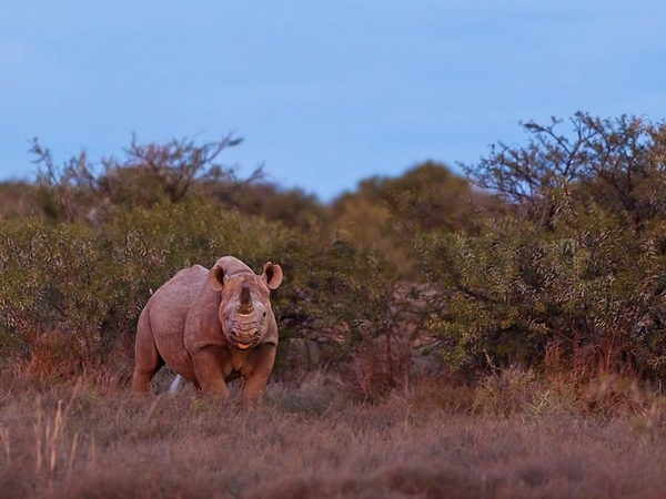 Large_rhino__873x544_